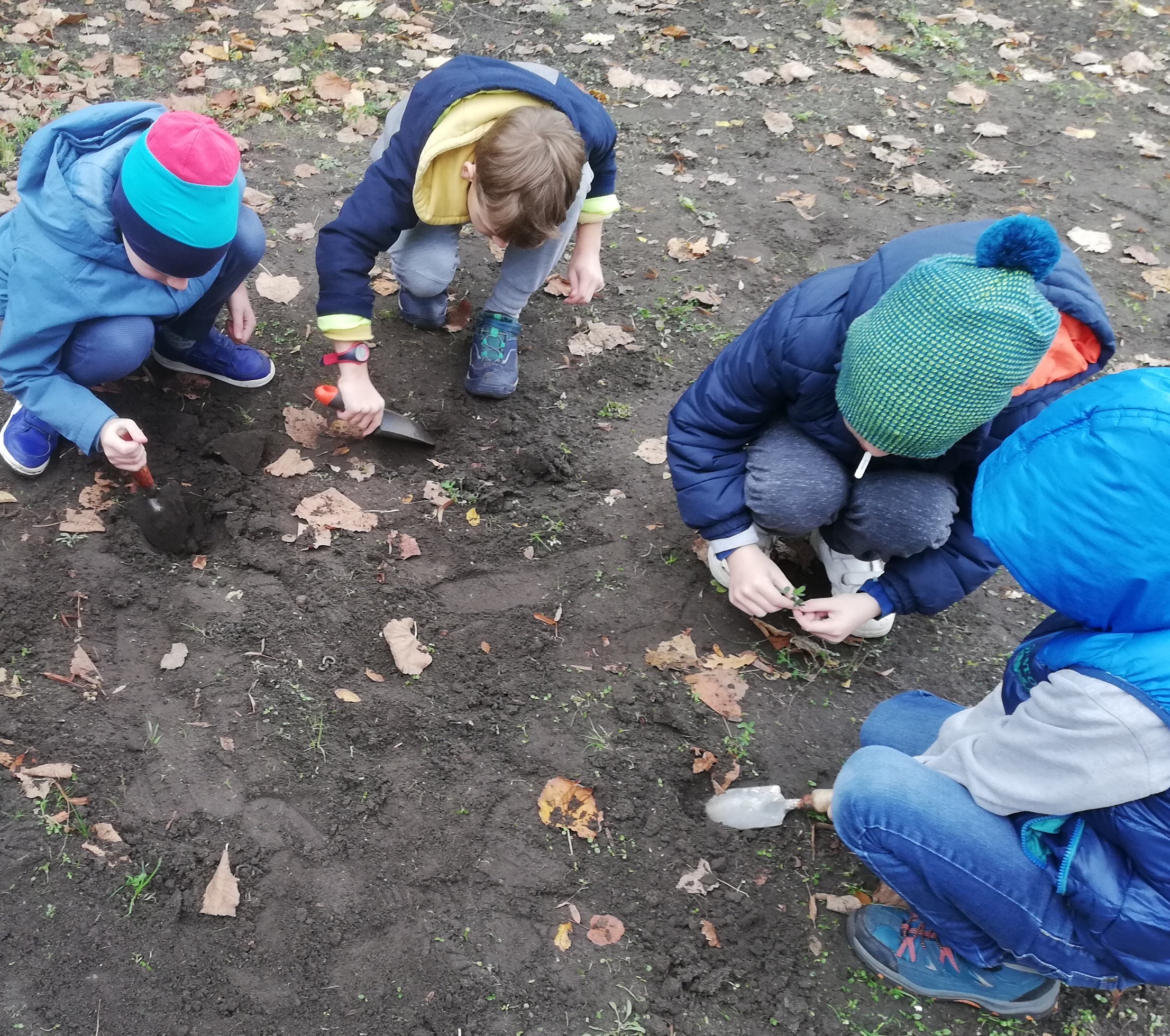 Czworo dzieci kucnęło na szkolnym trawniku. Sadzą cebule narcyzów.