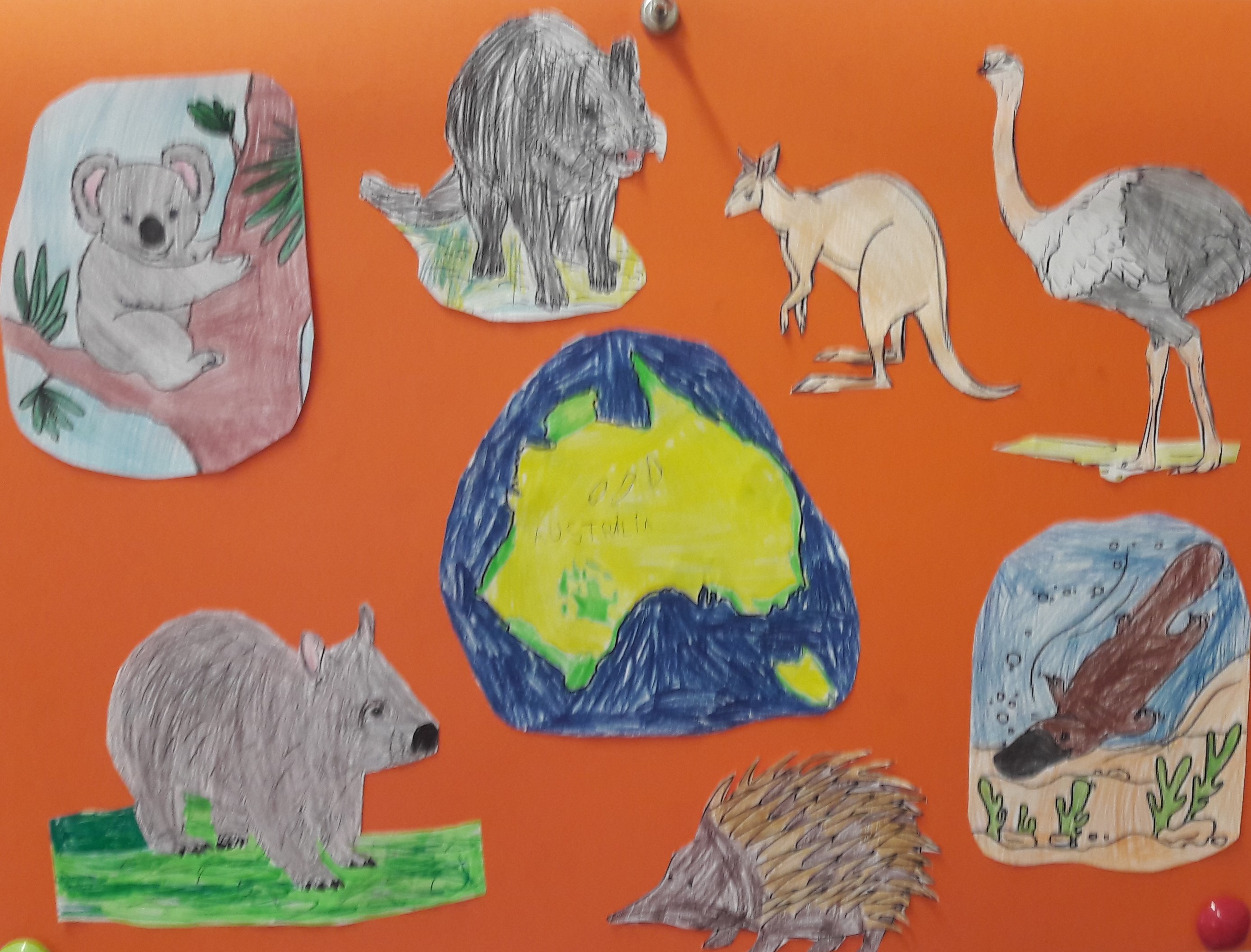 Na pomarańczowej kartce ułożono rysunki zwierząt zamieszkujących Australię, m. in.: koalę, strusia, kangura, dziobaka.