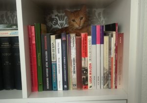 Półka z książkami. Za książkami siedzi rudy kot.