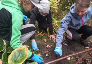 Troje uczniów układa cebulki żonkila w miejscu sadzenia.