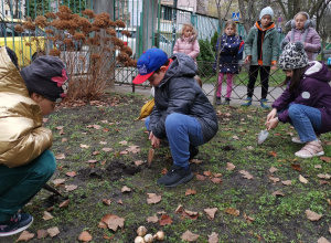 Na trawniku przed głównym wejściem do szkoły dzieci sadzą cebule żonkili.