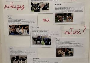 „ Weź kundelka” zdjęcia psów ze schroniska w Nowym Dworze Mazowieckim.
