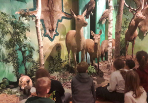 Uczniowie oglądają modele zwierząt w Muzeum Łowiectwa.