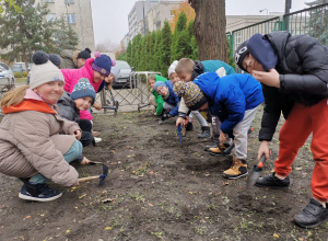Uczniowie sadzą cebulki żonkili na szkolnej rabacie.