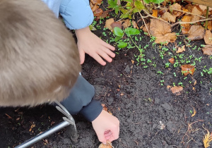 Chłopiec kładzie cebulkę na ziemi.