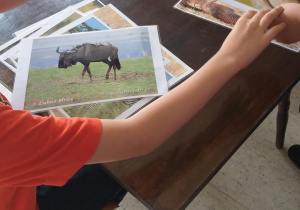 Dzieci oglądają fotografie zwierząt żyjących w Afryce.