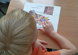 Przy stoliku siedzi chłopiec w pomarańczowej koszulce. Na stole leży kartka z wydrukowanym schematem budowy implantu ślimakowego. Chłopiec pokazuje palcem ślimak i analizuje schemat.