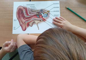 Przy stoliku siedzi uczeń w szarej koszulce. Obok widoczna jest ręka drugiego ucznia. Na stole leży ołówek i karta z wydrukowanym schematem budowy ucha.